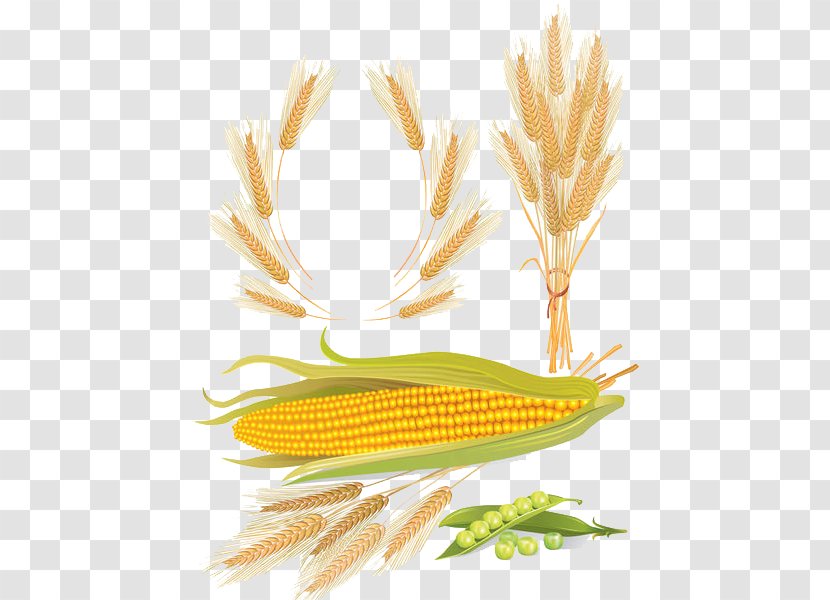 Wheat Maize Cereal Euclidean Vector - Royaltyfree - Corn Transparent PNG