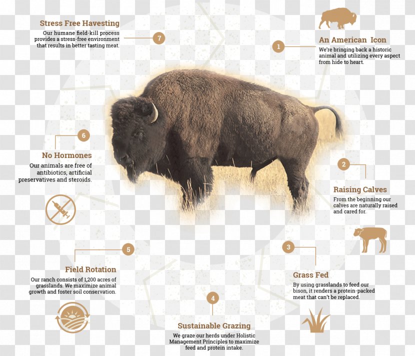 American Bison Cattle Life Cycles: Grassland Temperate Grasslands, Savannas, And Shrublands Biological Cycle - Biology Transparent PNG