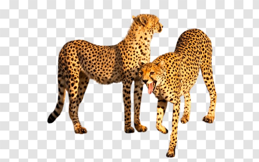 Cheetah Leopard Felidae Tiger Big Cat - Magnolia Transparent PNG