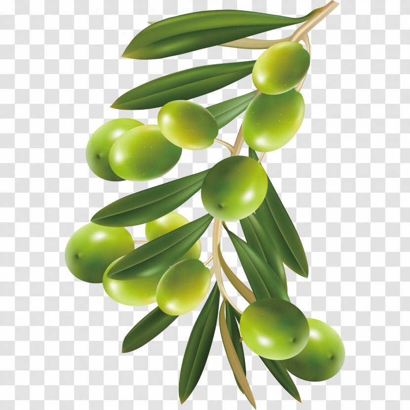 Image Transparency Olive Clip Art - Plant - Bearberry Herbal Transparent PNG