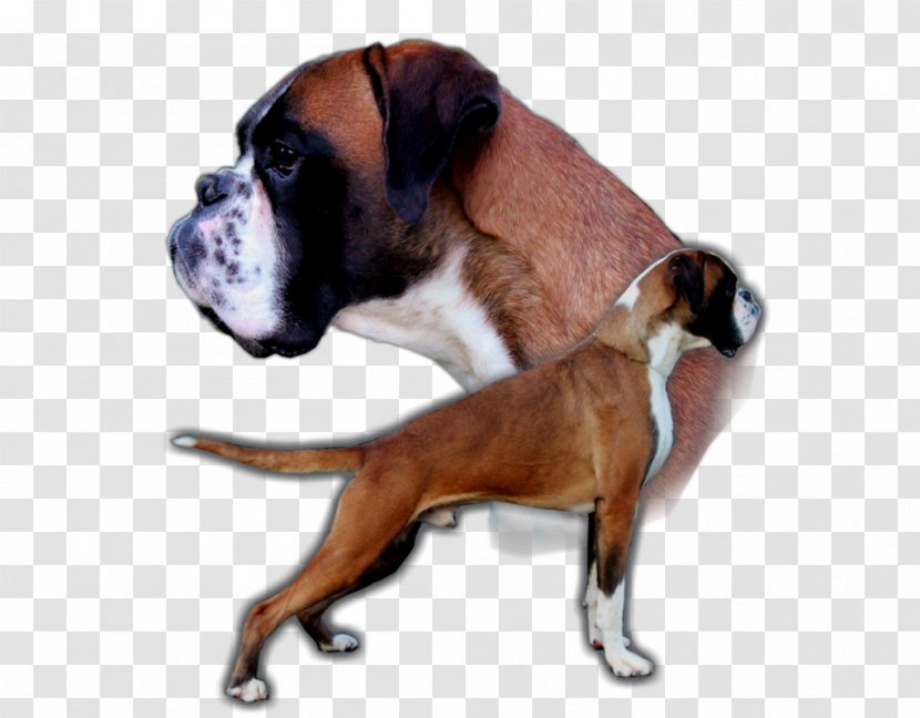 Boxer Valley Bulldog Dog Breed Puppy Transparent PNG