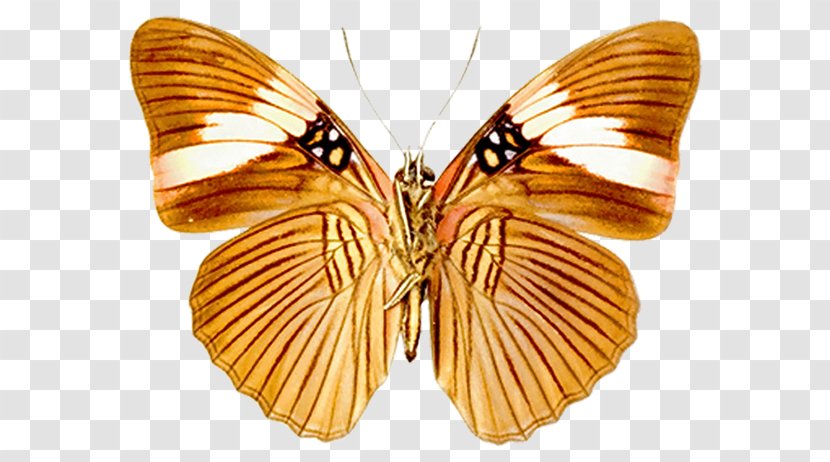 Animaatio Download Clip Art - Organism - Buterflies Transparent PNG
