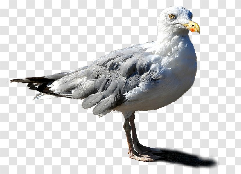 European Herring Gull Gulls Beak Fauna Feather - Charadriiformes Transparent PNG