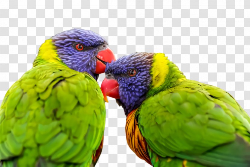 Colorful Background - Wildlife - Perico Transparent PNG