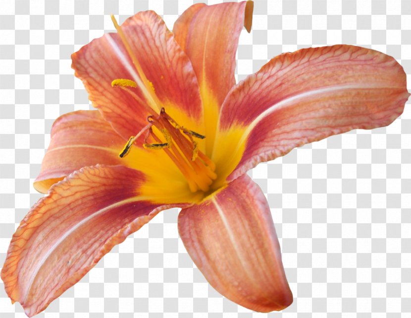 Desktop Wallpaper Lilium Bulbiferum Clip Art - Orange Lily - Daylily Transparent PNG