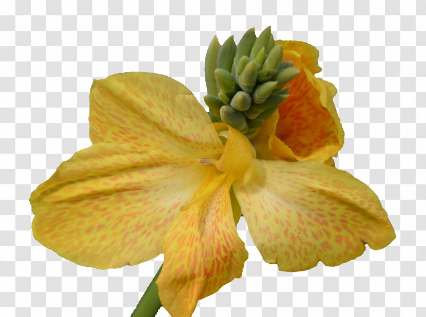 Petal Yellow Flowering Plant - Flower - Cannabis Pictures Transparent PNG