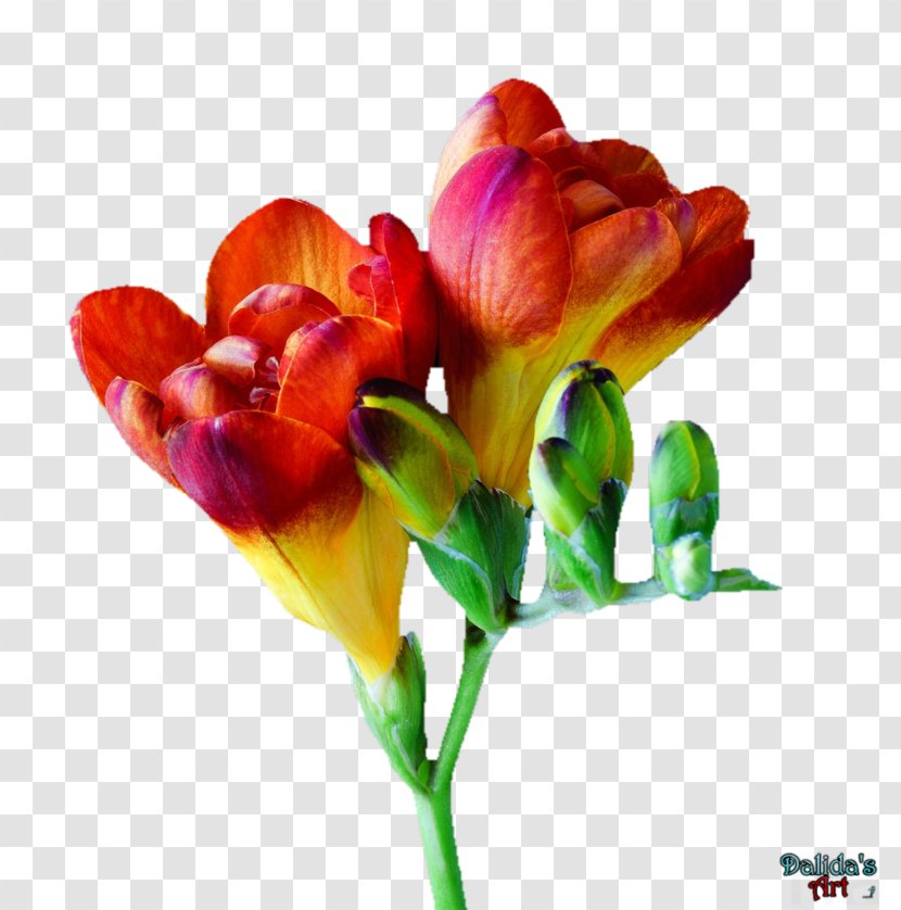 Freesia Tulip Cut Flowers - Bulb - 情人节玫瑰 Flower Transparent PNG