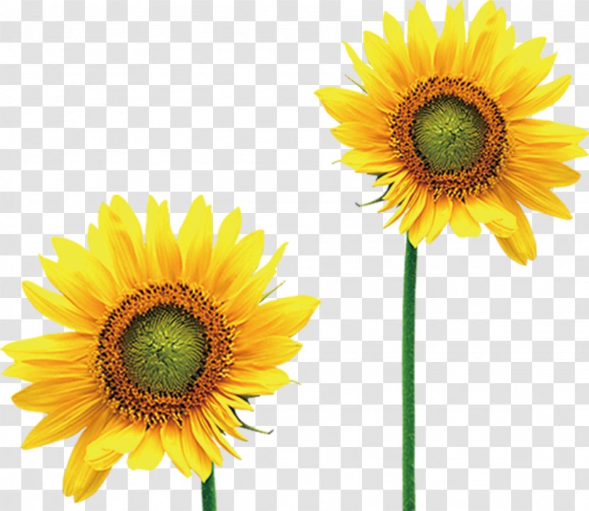 Common Sunflower Image Clip Art Vector Graphics - Cut Flowers - Yellow Stickers Transparent PNG