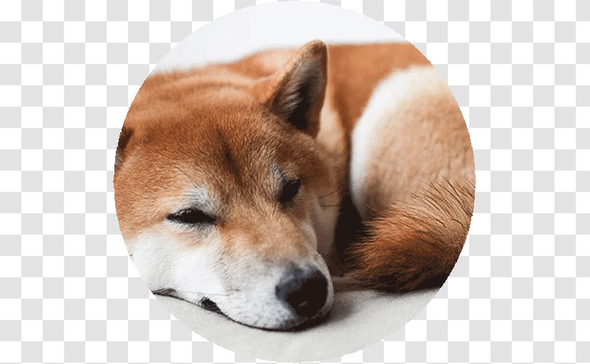 Shiba Inu Dog Breed Akita Shikoku Korean Jindo - Puppy Transparent PNG