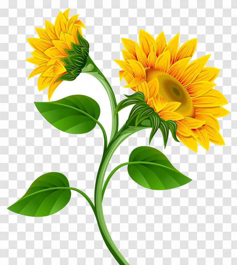 Sunflower - Calendula Transparent PNG