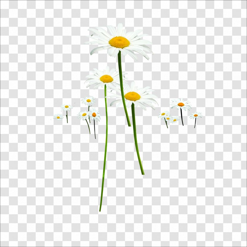 Floral Design Flower Designer - Chrysanthemum Transparent PNG
