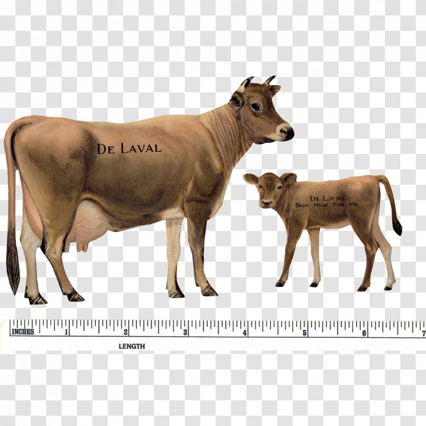 Jersey Cattle Cow-calf Operation Ox DeLaval - Terrestrial Animal - Cow Transparent PNG
