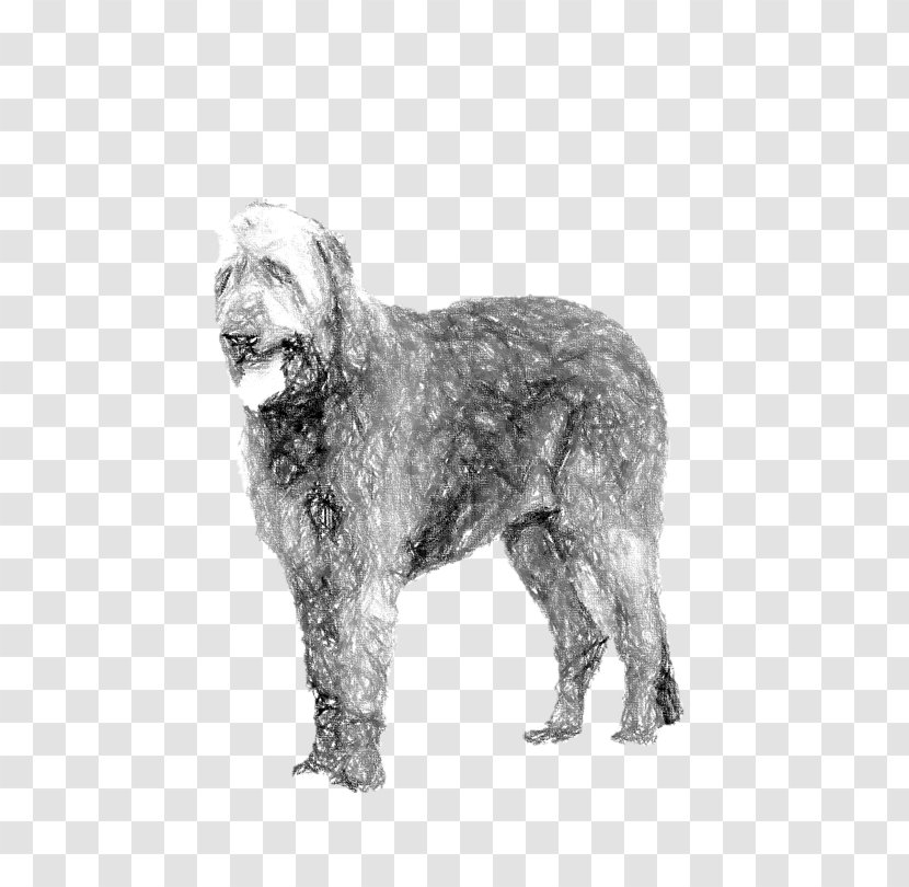 Wirehaired Pointing Griffon Glen Dutch Smoushond Schnoodle Irish Wolfhound - Black And White Transparent PNG