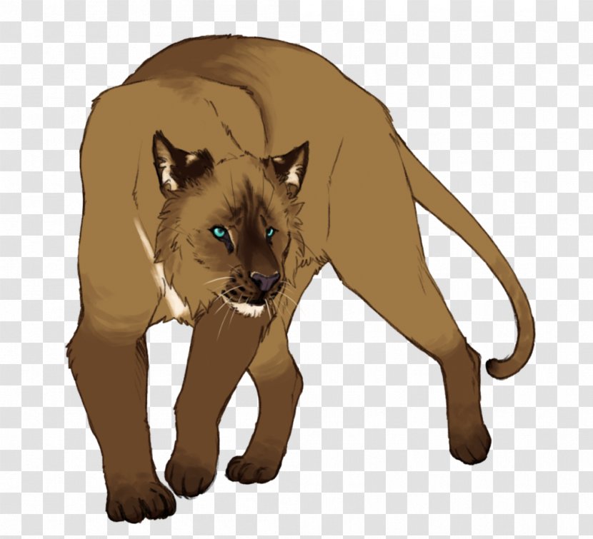 Whiskers Cougar Lion Cat Felidae Transparent PNG