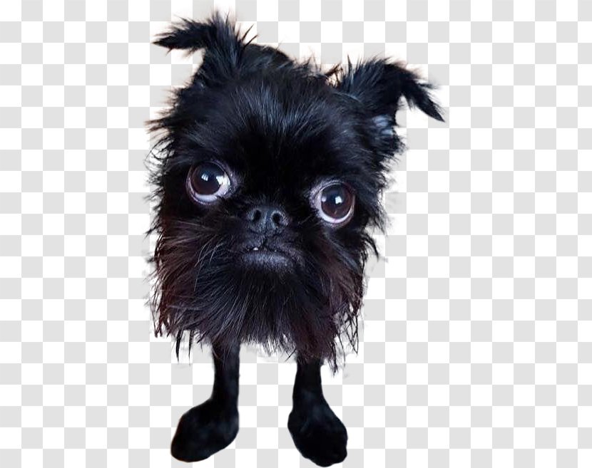 Puppy World's Ugliest Dog Contest Chinese Crested Straight Line Vapors Dog–cat Relationship - Affenpinscher - Surprised Transparent PNG