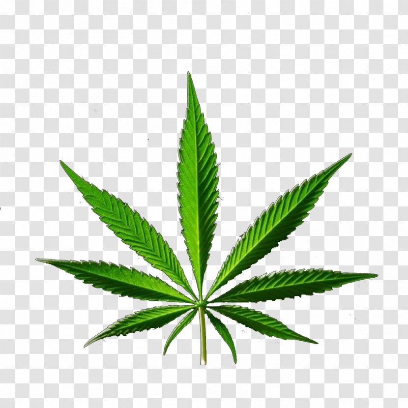 Medical Cannabis Hemp - Kush - Eucalyptus Transparent PNG