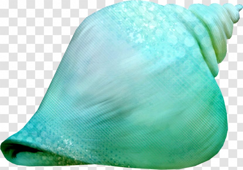 Photography Clip Art - Turquoise - Blue Green Conch Transparent PNG