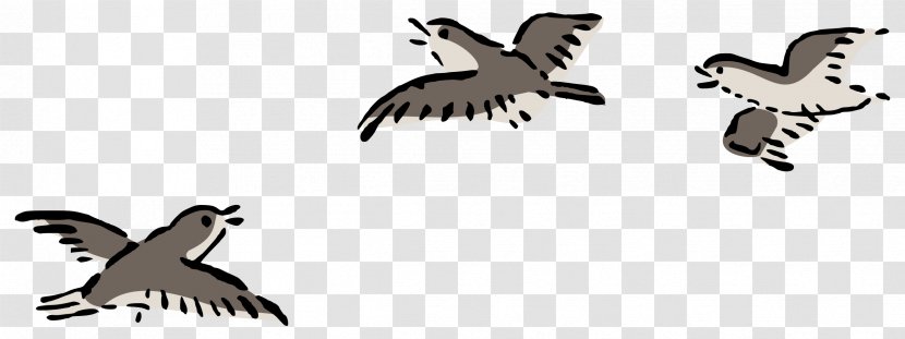 Bird Flight Columbidae Domestic Pigeon Clip Art - Beak Transparent PNG