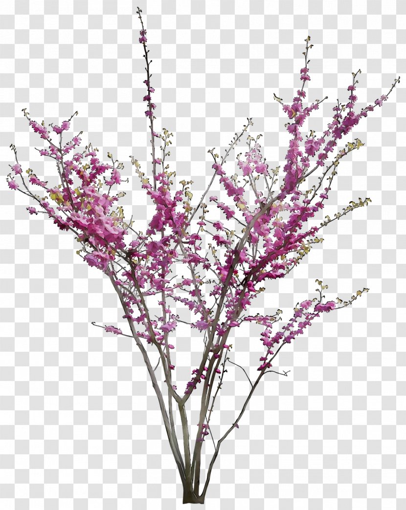 Twig Plant Stem Cut Flowers Purple - Branch Transparent PNG