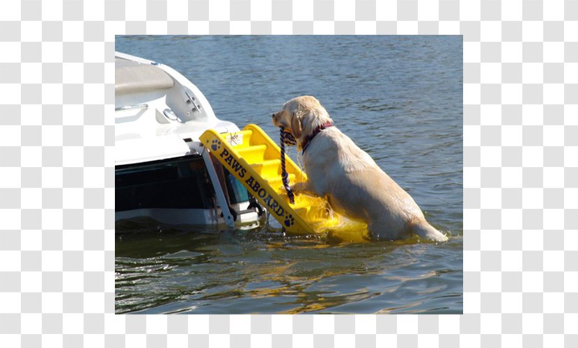 Paws Aboard Doggy Boat Ladder And Ramp Golden Retriever Pet Dock - Dog Transparent PNG