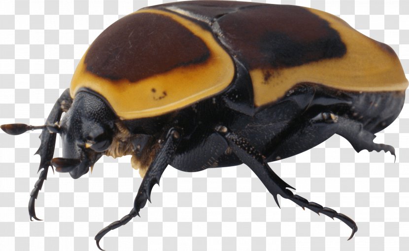 Beetle Clip Art - Software Bug Transparent PNG