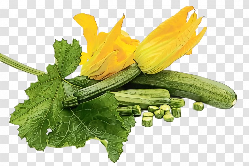 Plant Flower Yellow Flowering Summer Squash - Perennial Sowthistle - Vegetable Transparent PNG