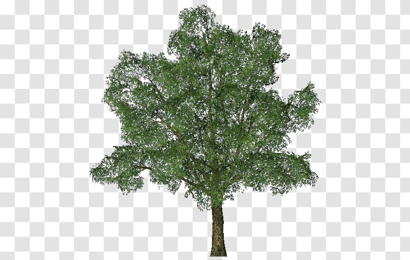 Ginkgo Biloba Tree English Oak - Arboles Transparent PNG