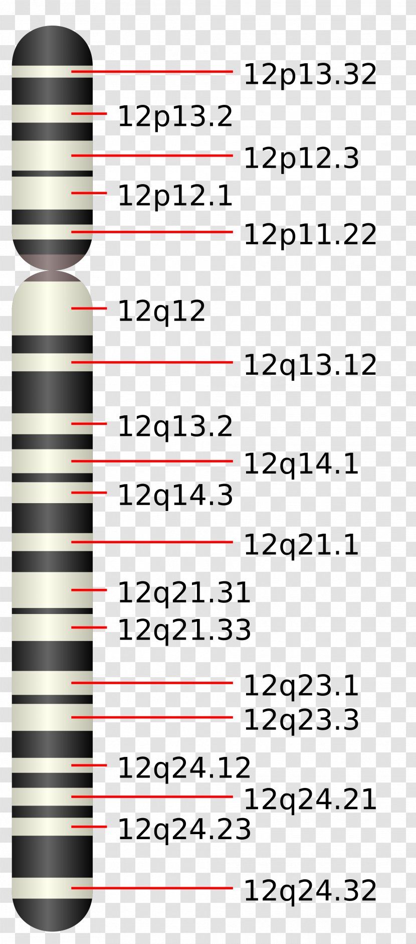 Chromosome 12 (human) 5 11 National Institutes Of Health Campus - Autosome Transparent PNG