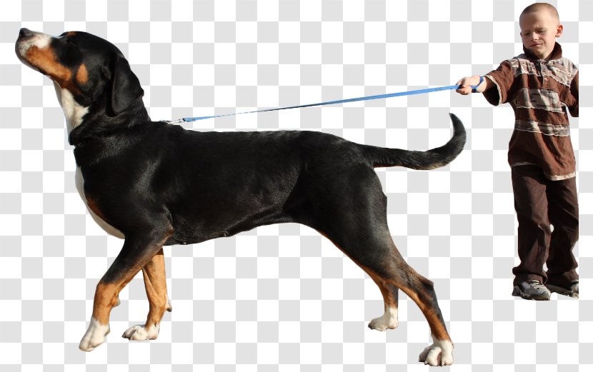 Dog Breed Black And Tan Coonhound Transylvanian Hound Polish Hunting Smaland - Vertebrate - Lead Videos Transparent PNG