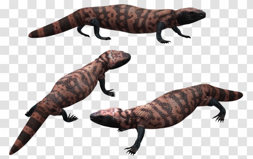 Gila Monster Lizard Poser Drawing Wildlife - Fauna Transparent PNG