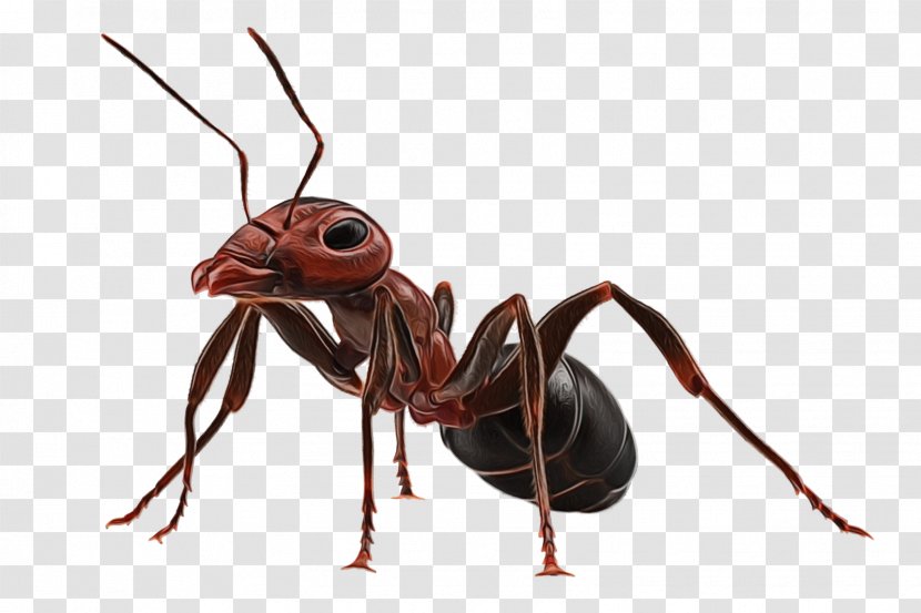 Ant Cartoon - Carpenter - Parasite Termite Transparent PNG