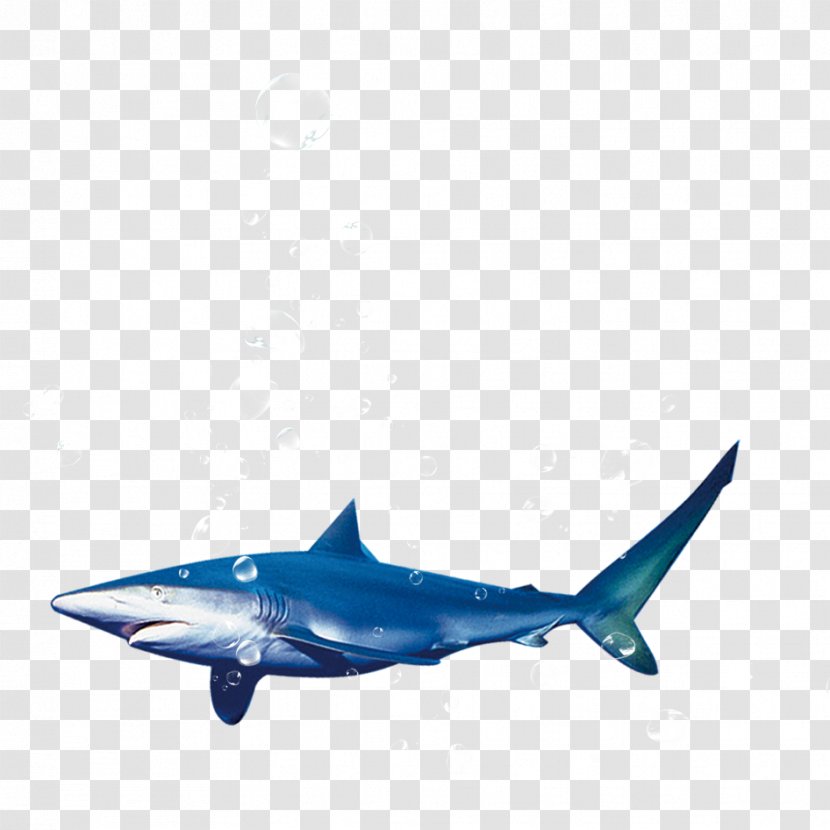 Blue Shark Tiger - Marine Biology - Material Transparent PNG