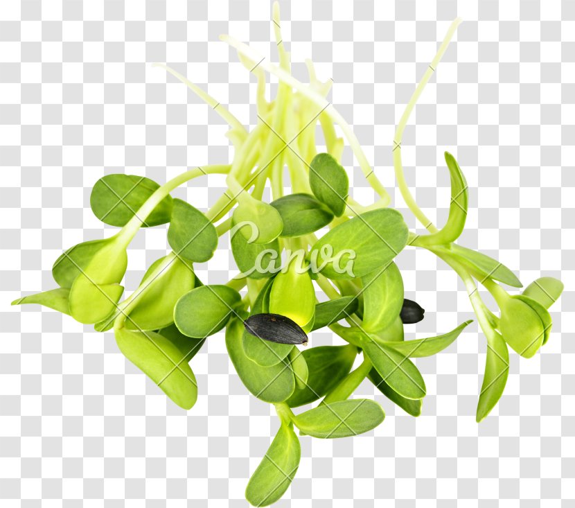 Raw Foodism Organic Food Sprouting Common Sunflower Seed - Fruit - Leaf Transparent PNG