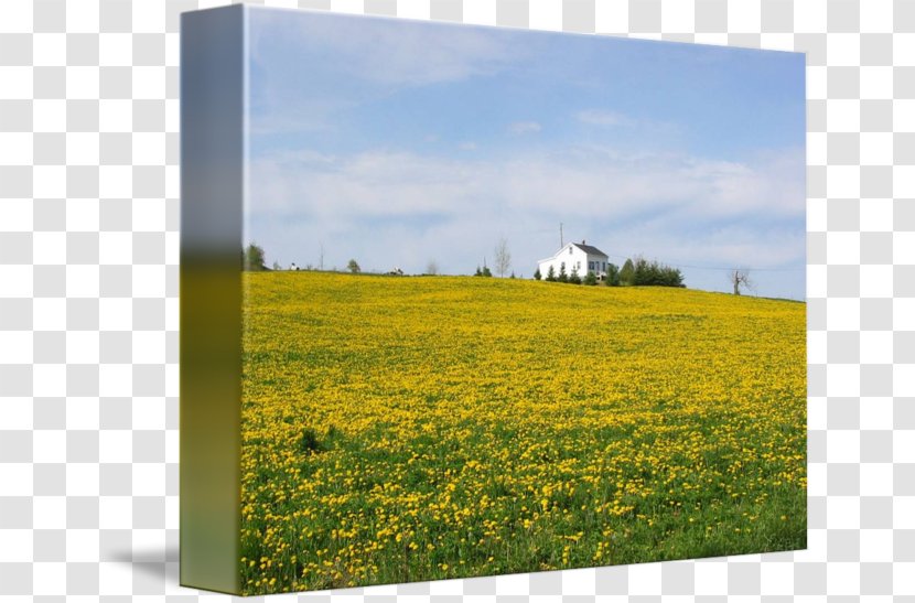 Canola Ecoregion Prairie Energy Farm - Landscape Transparent PNG