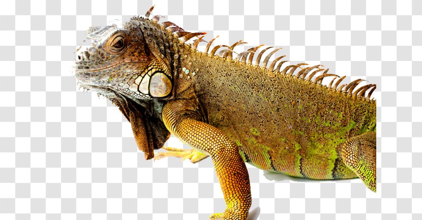 Green Iguana Common Iguanas - Transparency And Translucency - Picture Transparent PNG