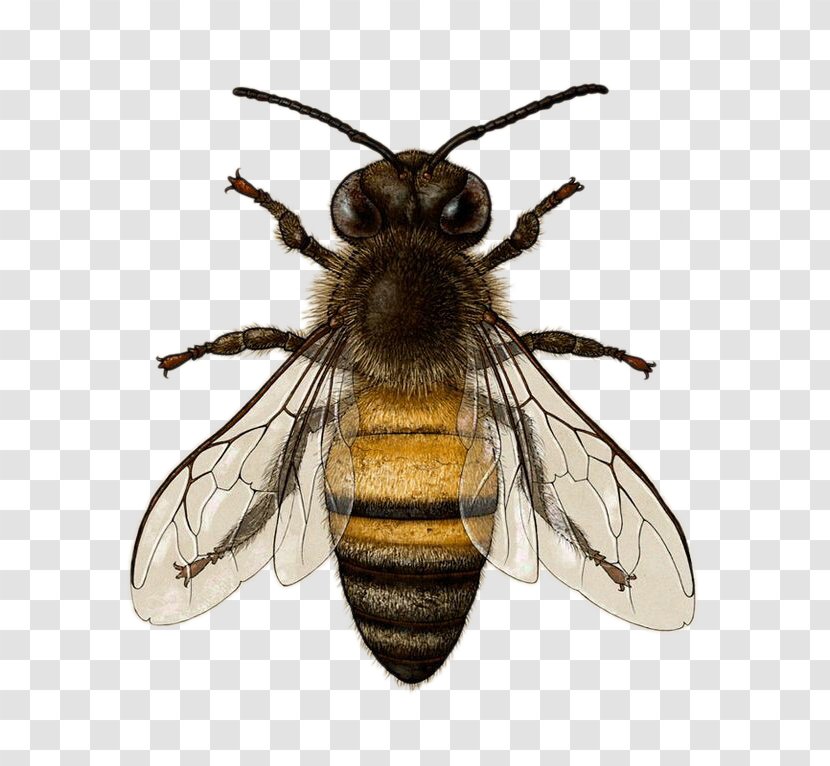 Italian Bee Honey Drawing Illustration - Wasp Transparent PNG
