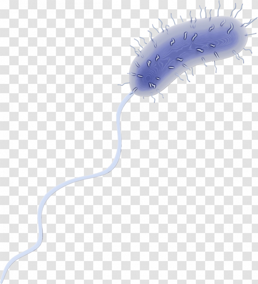 Insect Transparent PNG