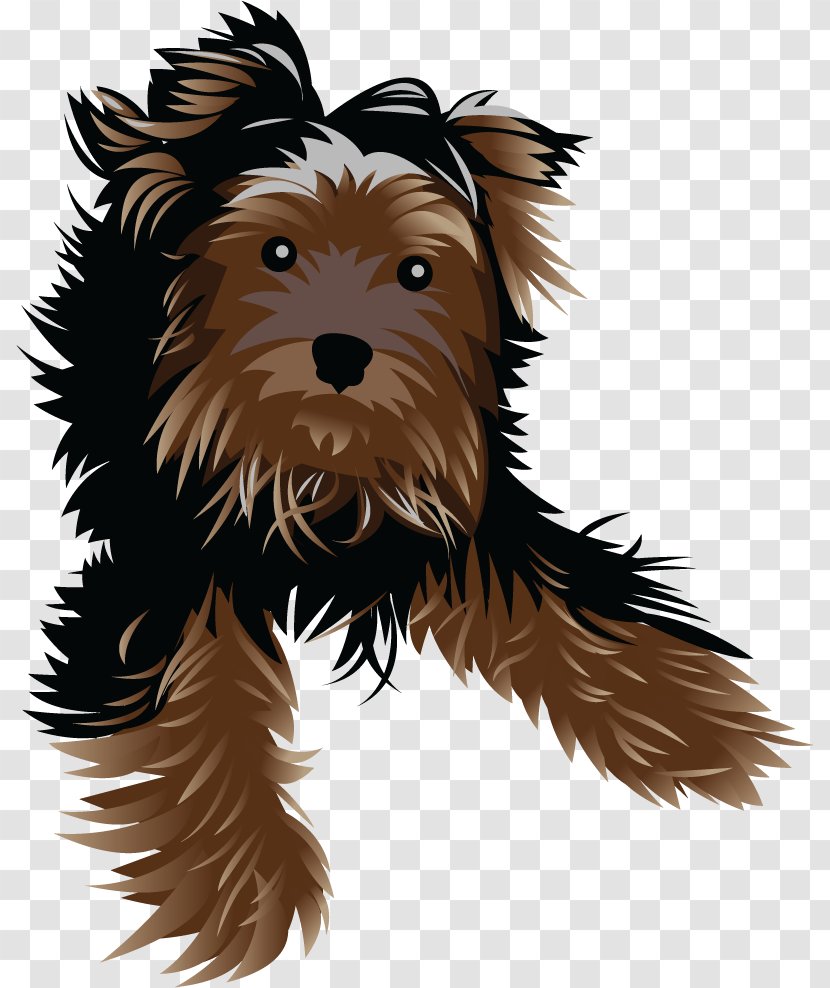 Yorkshire Terrier Cairn Puppy Companion Dog Breed - Carnivoran Transparent PNG