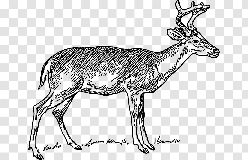 White-tailed Deer Clip Art - Wildlife - Antler Transparent PNG
