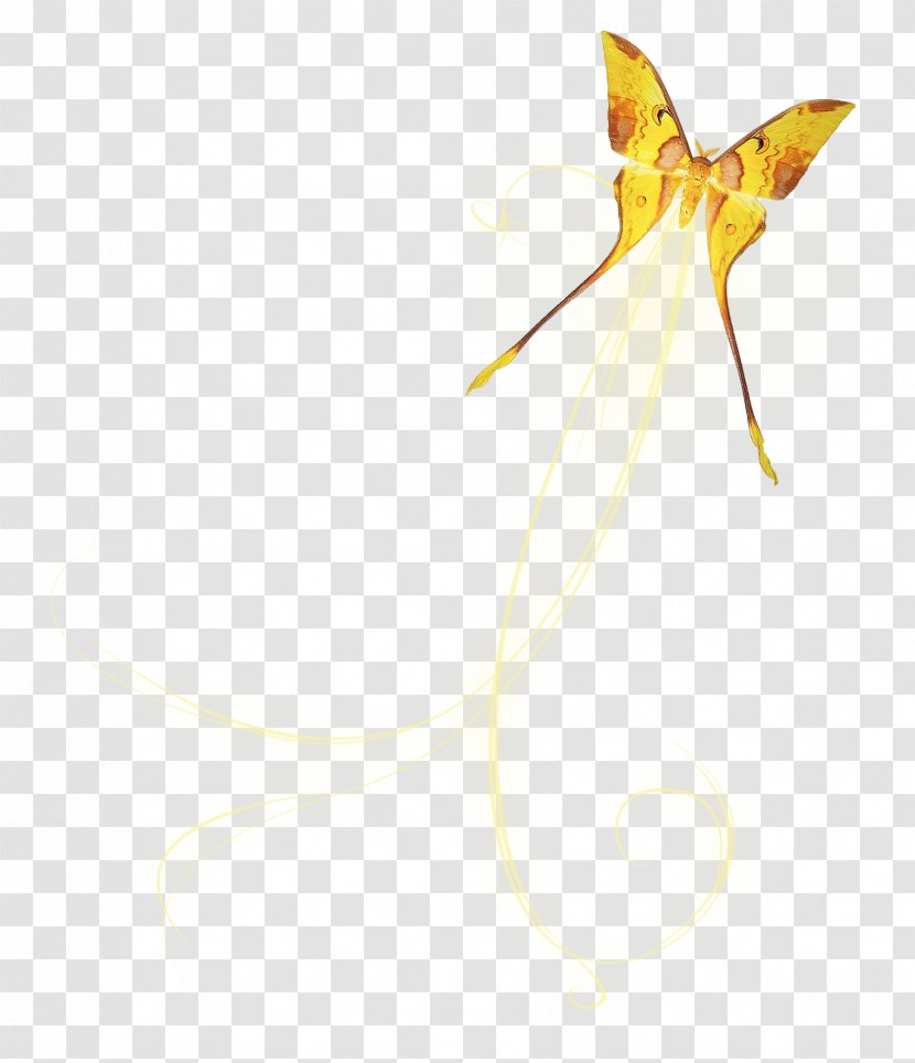 Yellow Angle Brandenburg Concertos Certificate Of Deposit Pattern - Wing - Butterfly Transparent PNG
