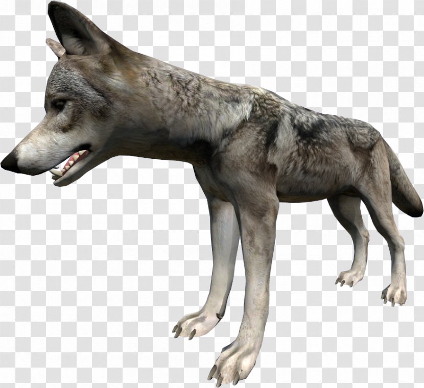 Saarloos Wolfdog Czechoslovakian Kunming DayZ Coyote - Snout - Canis Lupus Tundrarum Transparent PNG