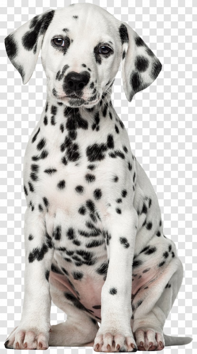 Dalmatian Dog Puppy Pet Labrador Retriever Clip Art - Shop - White Transparent PNG