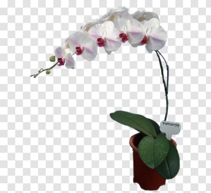 Moth Orchids Cut Flowers Floral Design Artificial Flower Transparent PNG