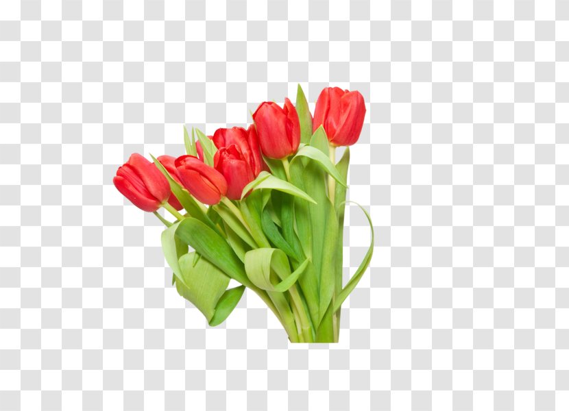 Tulip Flower Red Clip Art Transparent PNG