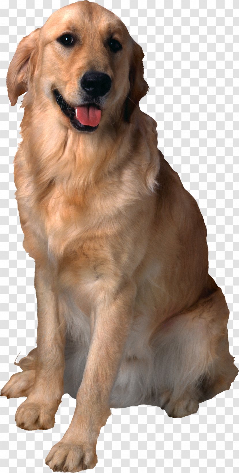Dog Cat Pet Animal-assisted Therapy Animal Shelter - Retriever Transparent PNG
