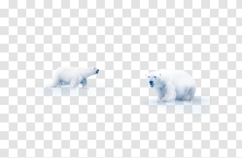 Polar Bear Snow Flooring Mammal - Heart Transparent PNG