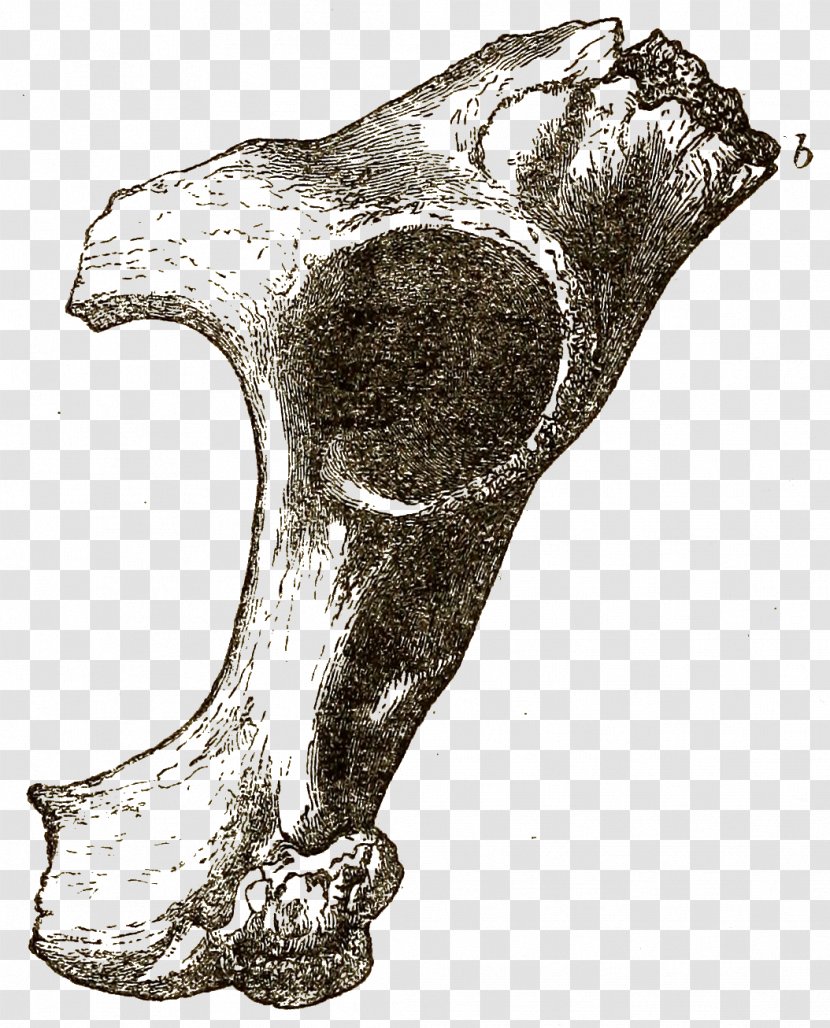 Bone Drawing Joint Jaw /m/02csf - Fig Transparent PNG