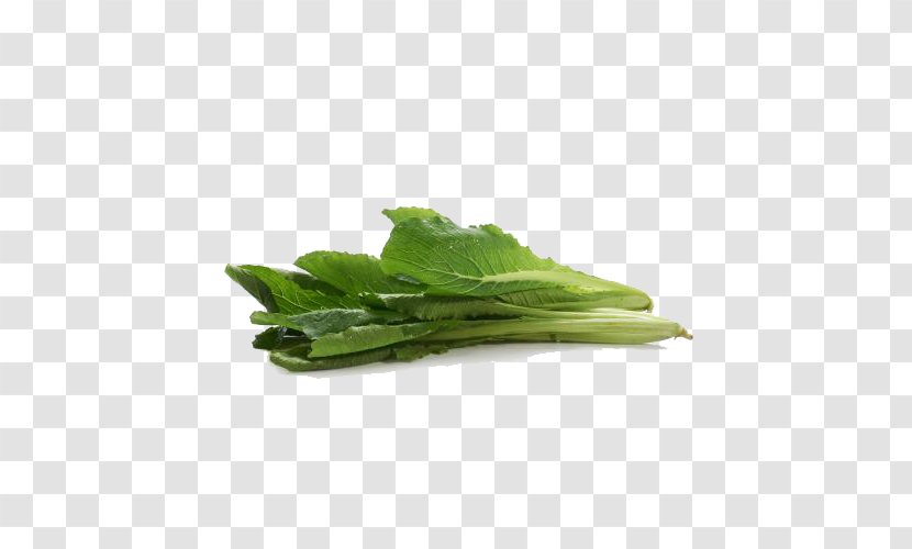 Leaf Vegetable Bok Choy Cabbage - Free Image Buckle Transparent PNG
