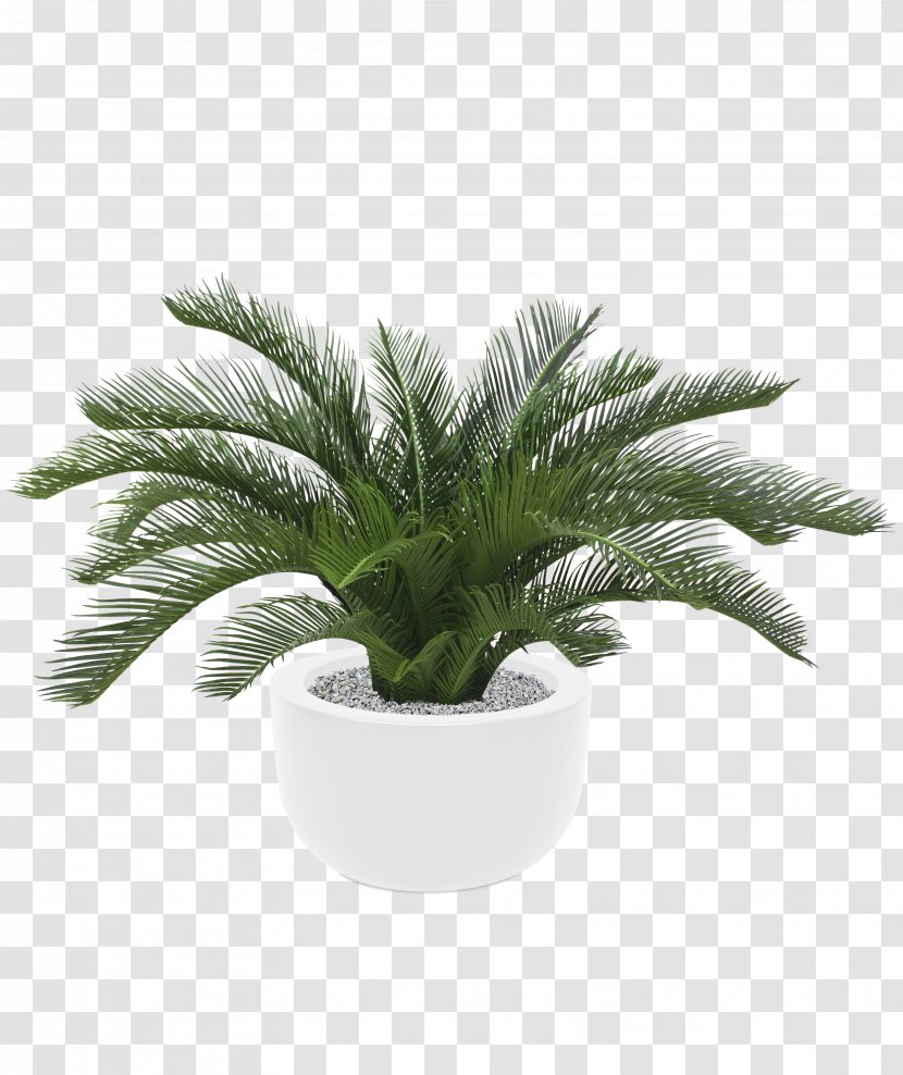 Sago Palm Arecaceae Plant Metroxylon Sagu Tree - Cycad Transparent PNG