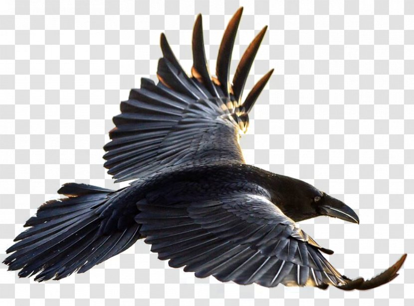 Bird Brains: The Intelligence Of Crows, Ravens, Magpies, And Jays American Crow Flight Common Raven - Fantailed - Flying Ravens Transparent PNG